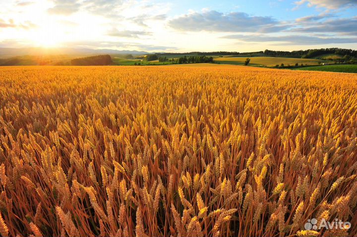 Яровой ячмень 2024