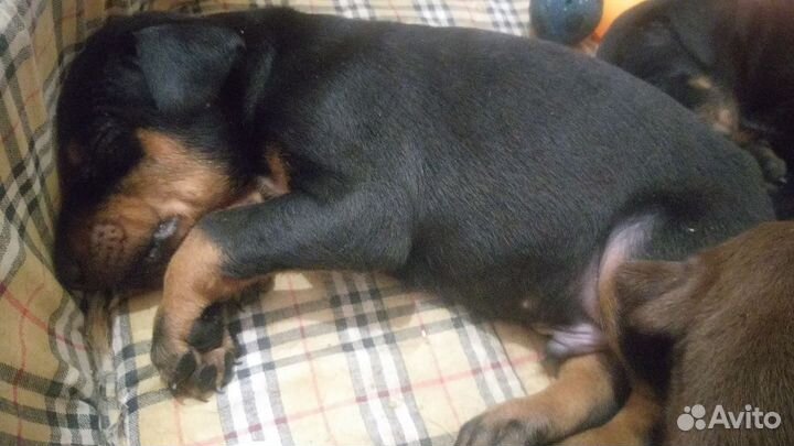 Доберман щенки