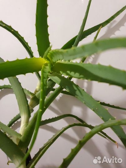 Алоэ столетник 3х летка лечебный в горшке