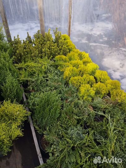 Хвойные растения для вашего сада