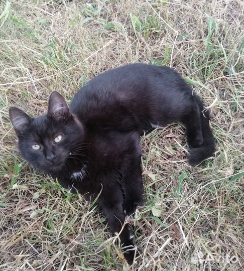 Чёрная мышеловка на счастье (3 мес)