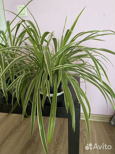 Хлорофитум