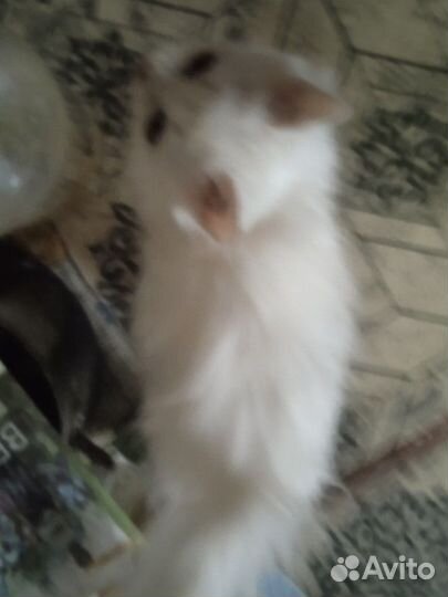 Чисто белая пушистая ласковая ручная кошечка 4 мес