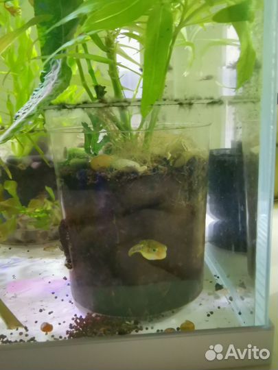 Тетрадон карликовый, взрослый, 4 шт