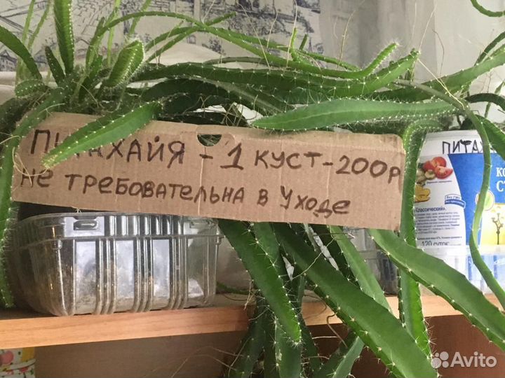 Питохайя и Алое Вера