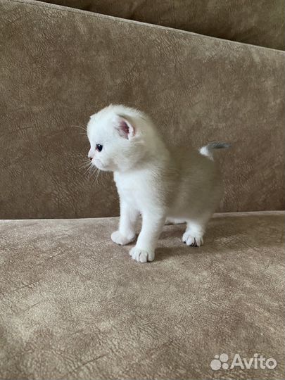 Британская шиншилла