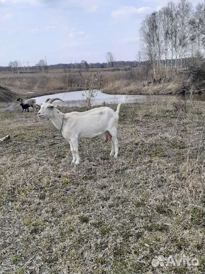 Продаются козы