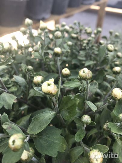 Хризантема мультифлора