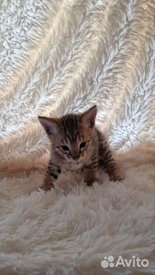 Котенок саванна ф2 savannah f2