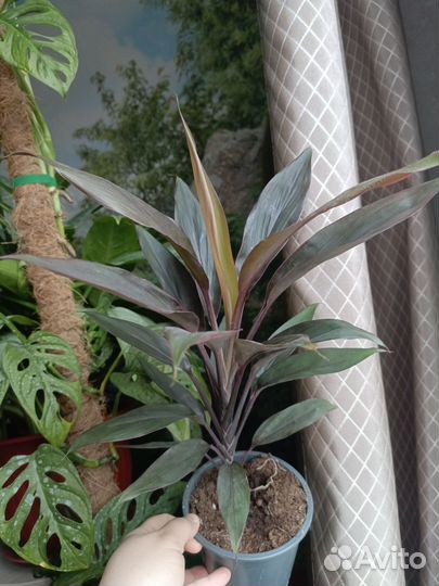 Кордилина Танго