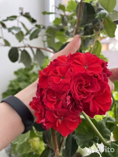 Пеларгонии сортовые