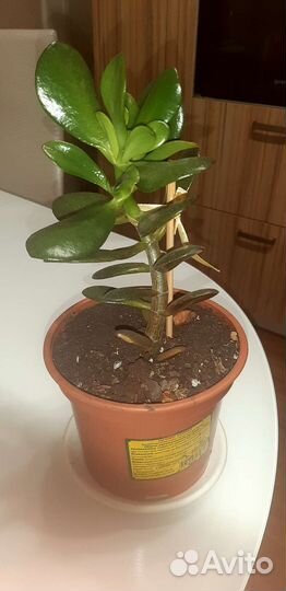 Денежное дерево толстянка крассула