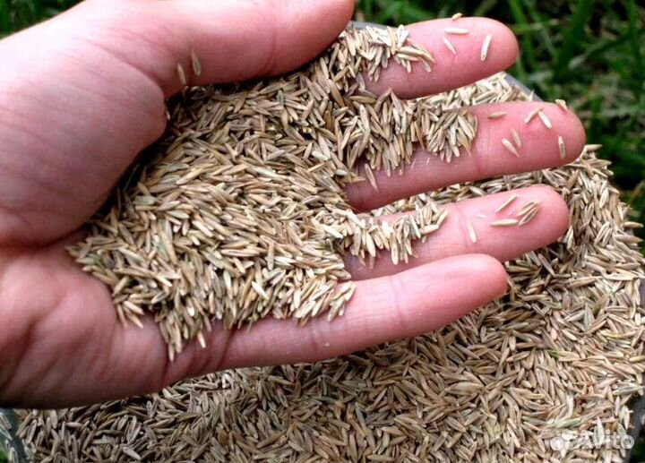 Рулонный газон, укладка. Посев. Гидропосев