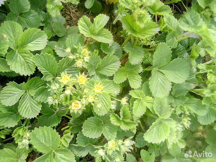 Кустики саженцы ремонтан.клубники малины рассада