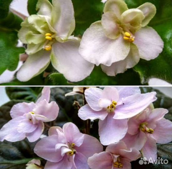 Детки фиалок и укоренённые листочки с детками