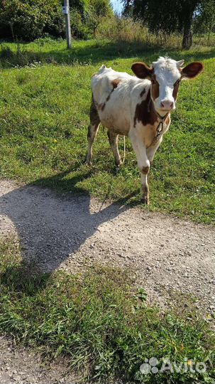 Телята, козы