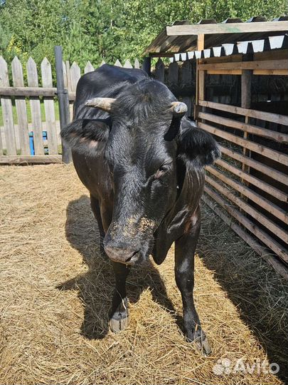Корова дойная молочная