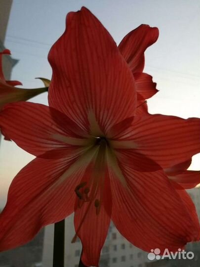 Амариллис Гипеаструм