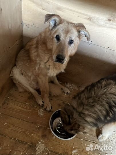 Старичка обижают соседи