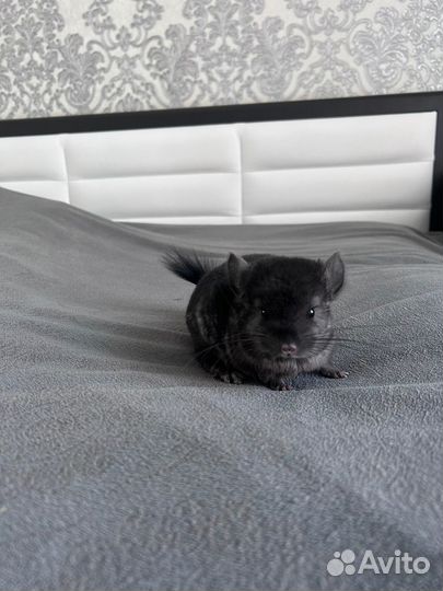 Шиншилла мальчик