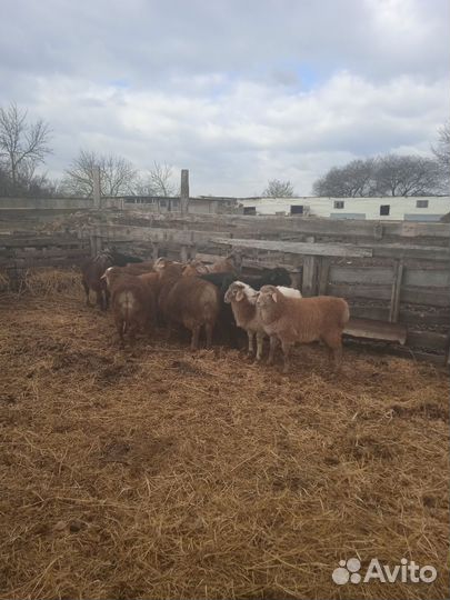 Курдючные бараны