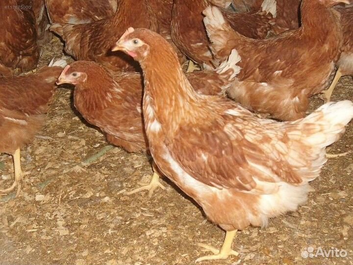 Куры, петухи