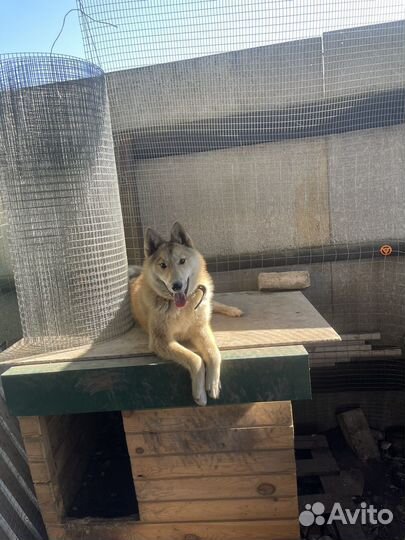 Западно сибирская лайка