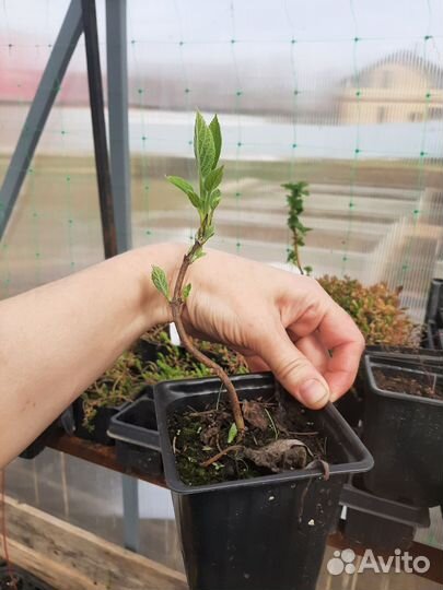 Гортензия древовидная Анабель