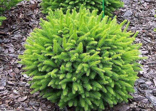 Ель на штамбе зелёная информация в описании