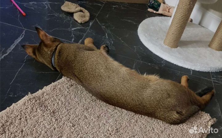 Чаузи. Котята