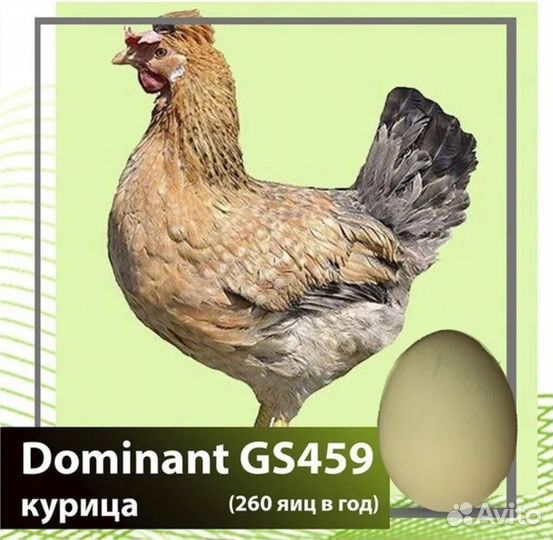 Продам цыплят доминант, андолузская