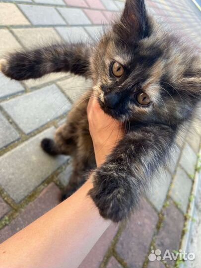 Курильский бобтейл