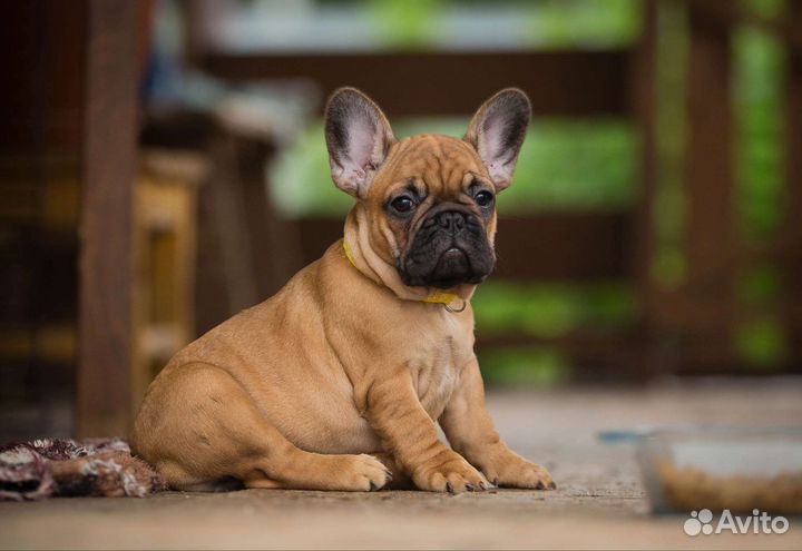 Рыжие щенки французики