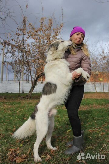 Красивый пёс засиделся в приюте