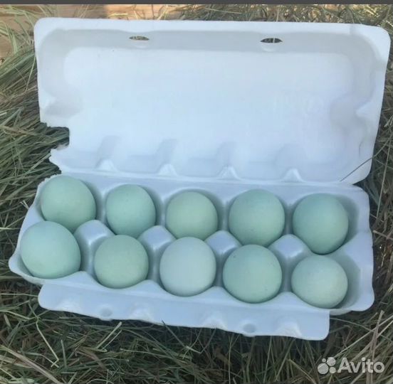 Яйцо инкубационное Ухейилюй