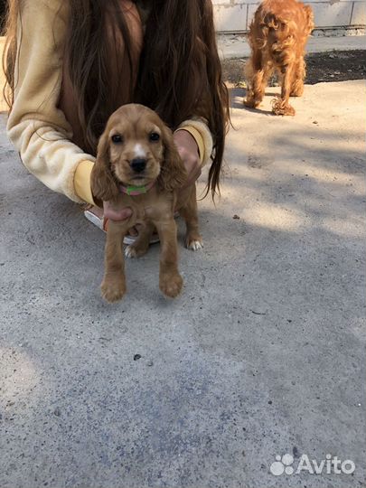 Английский кокер спаниель