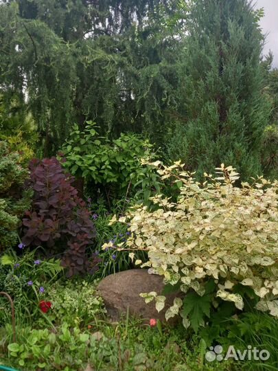 Горец японский. Спиреи