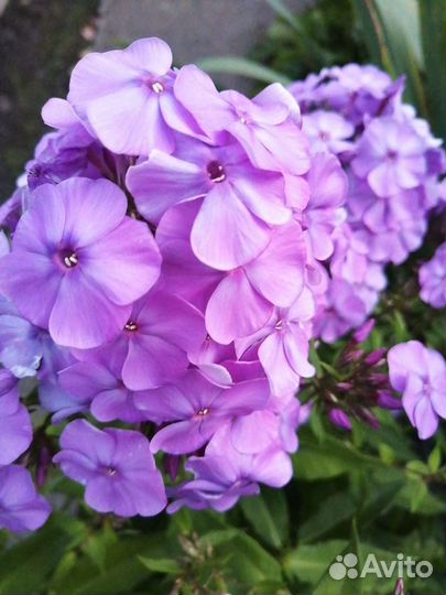 Куст розового флокса