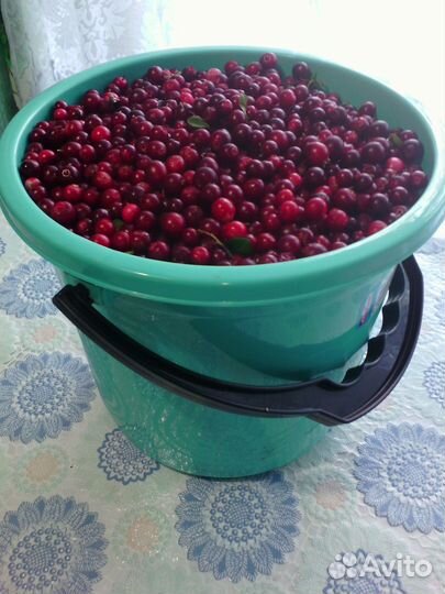 Брусника,Лисички