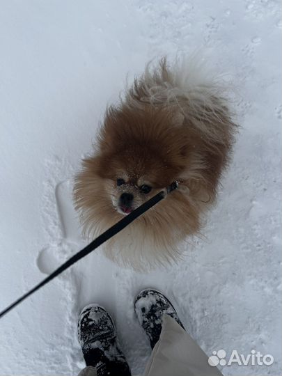 Немецкий шпиц