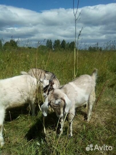 Продам коз