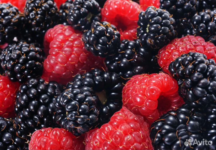 Упаковщик ягод вахта в Москве оплата проезда