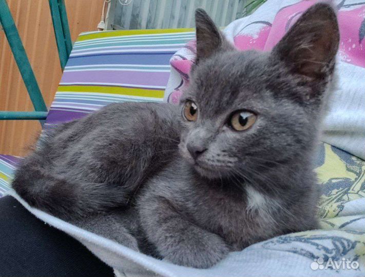 Котёнок в добрые руки девочка