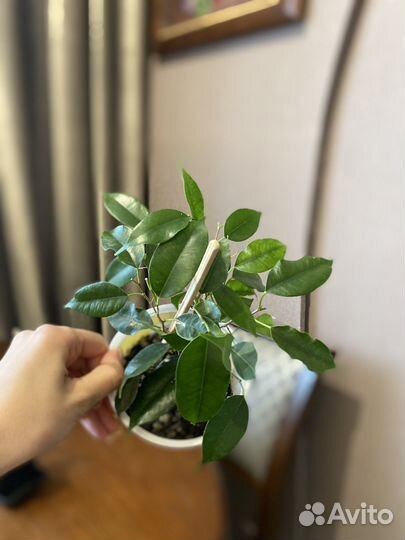 Фикус бенджамина
