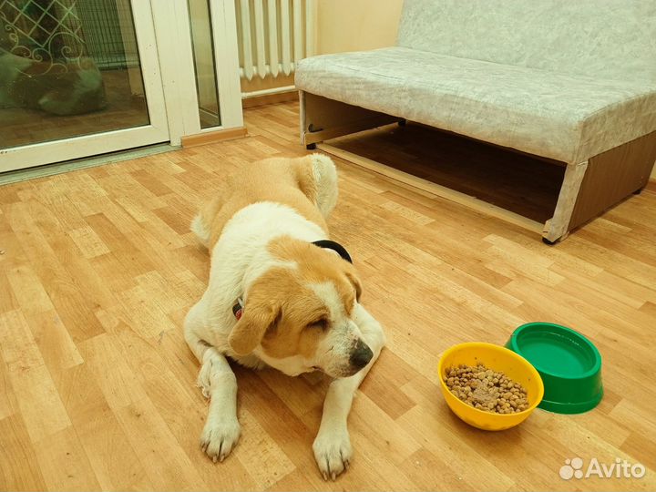 Передержка, зоогостинница, зооняня