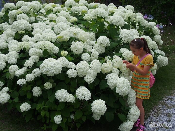 Гортензия анабель