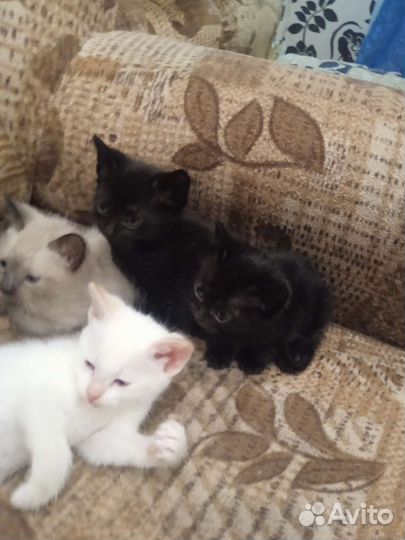 Котята в добрые руки
