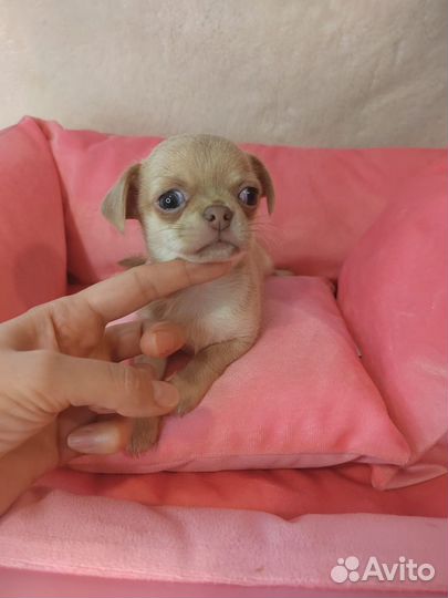 Щенки чихуахуа