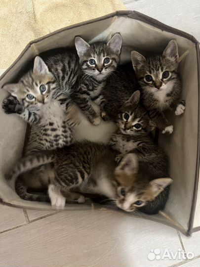 Котята в добрые руки