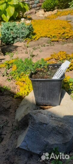 Можжевельники